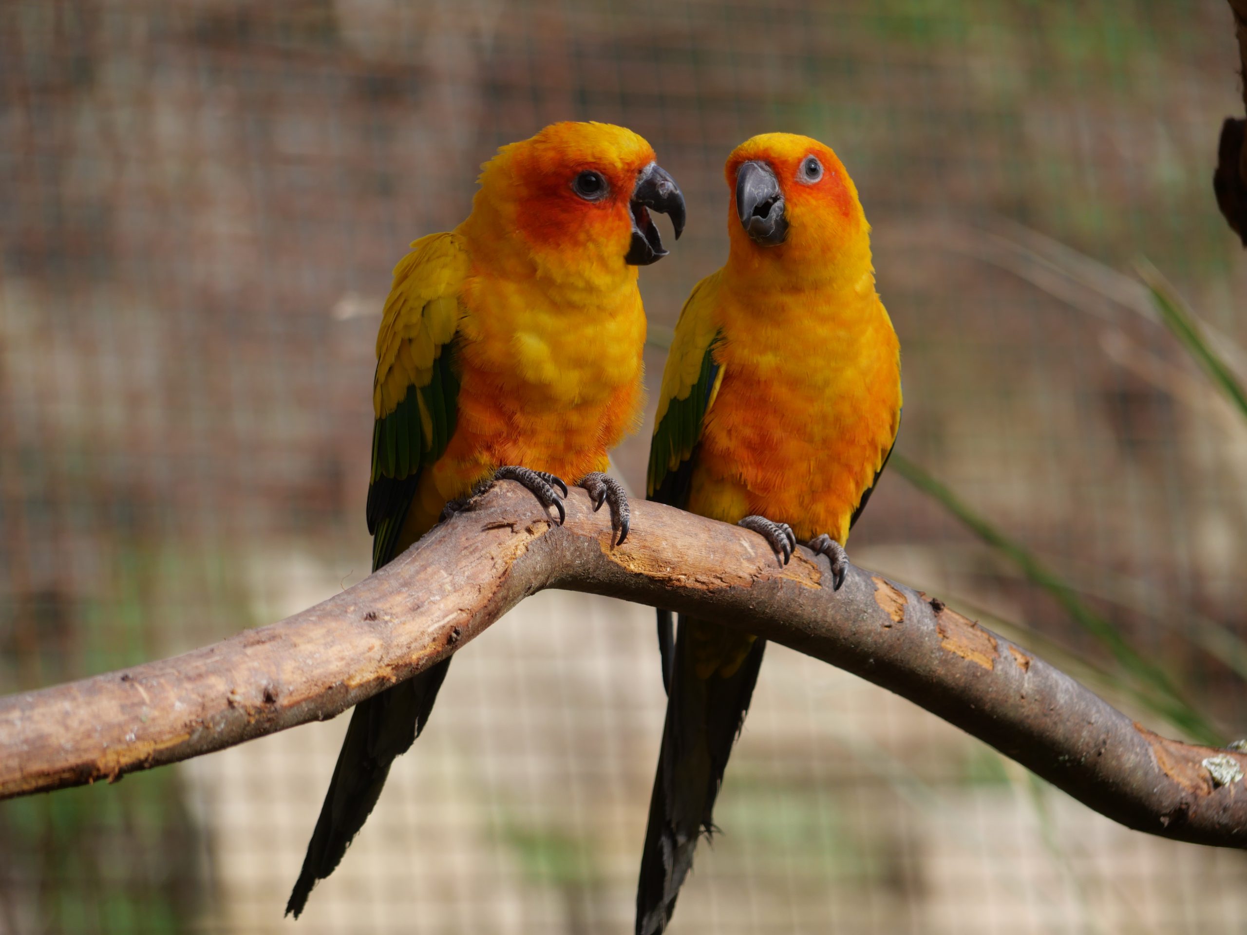 Conure soleil