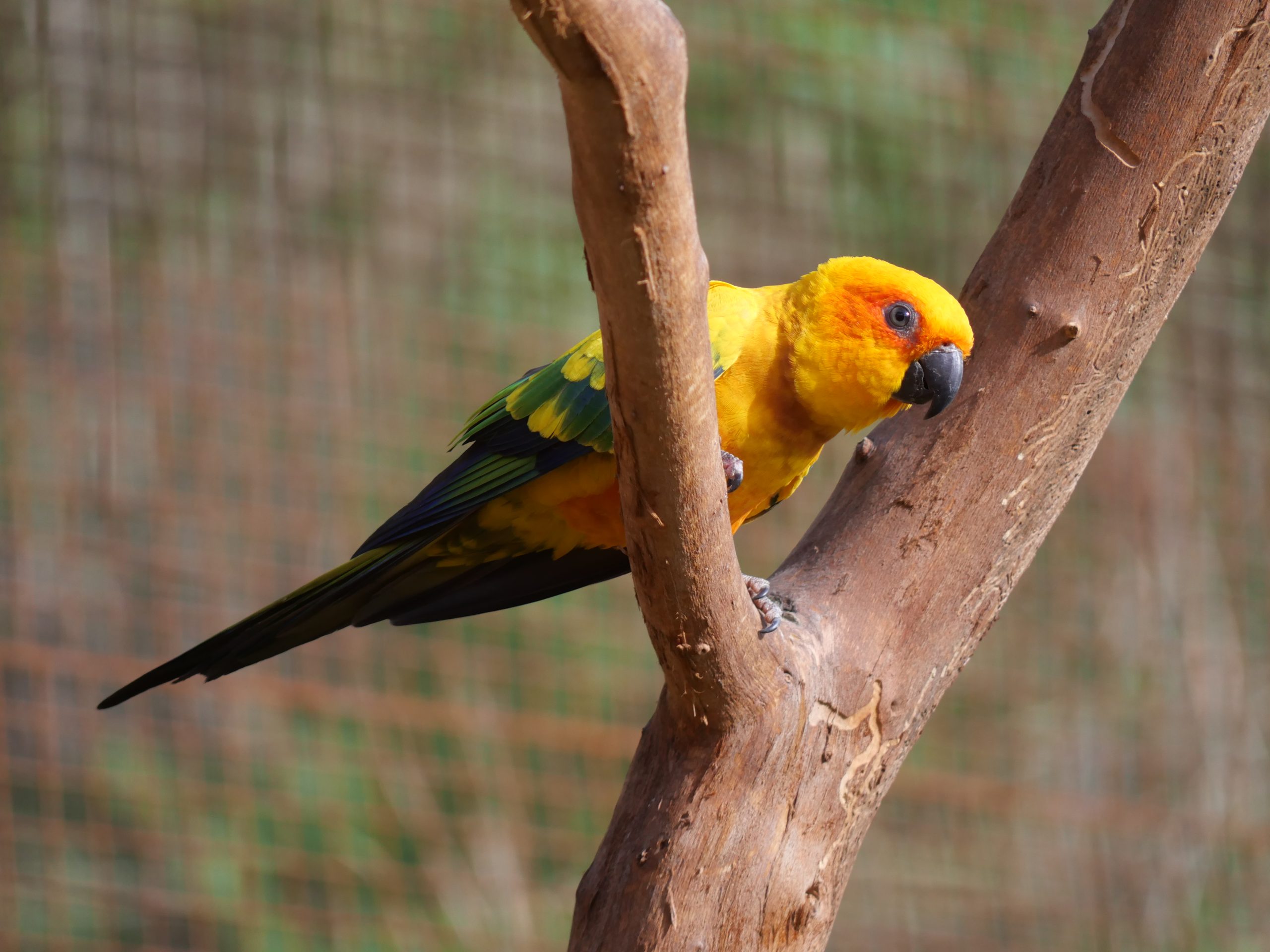 Conure soleil