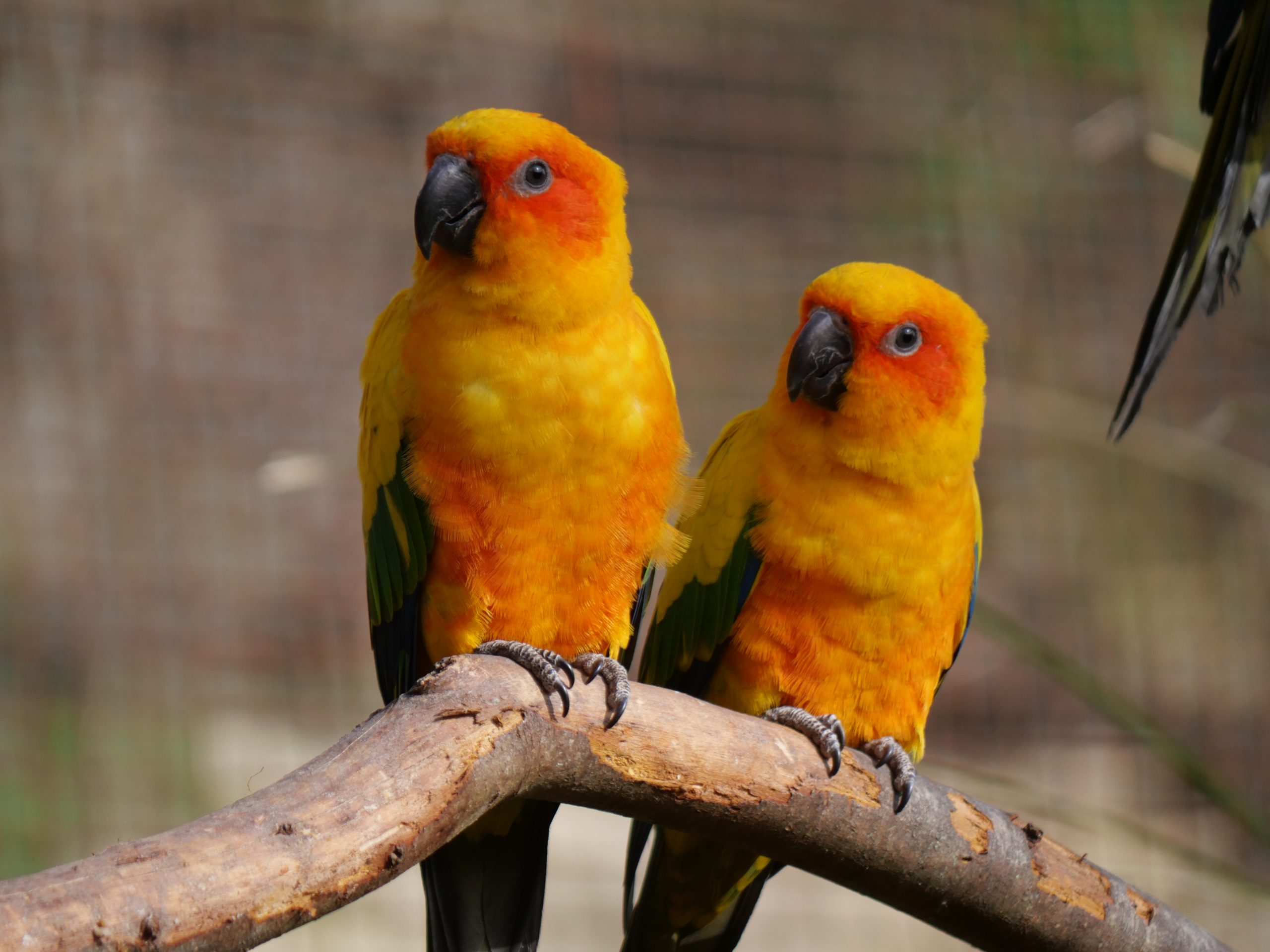 Conure soleil