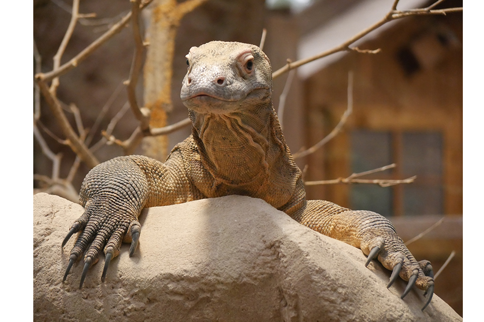 Dragon de Komodo