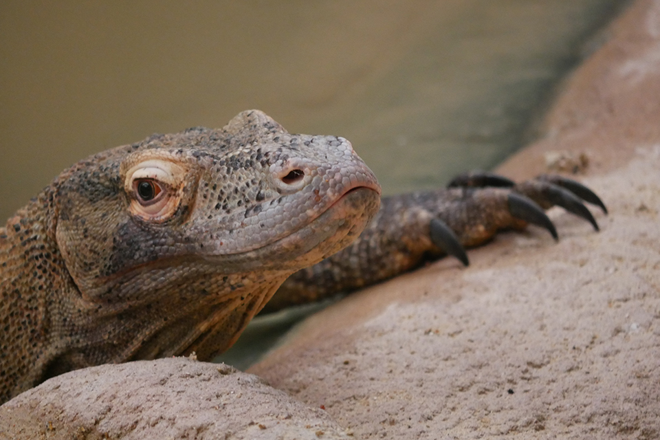 Dragon de Komodo
