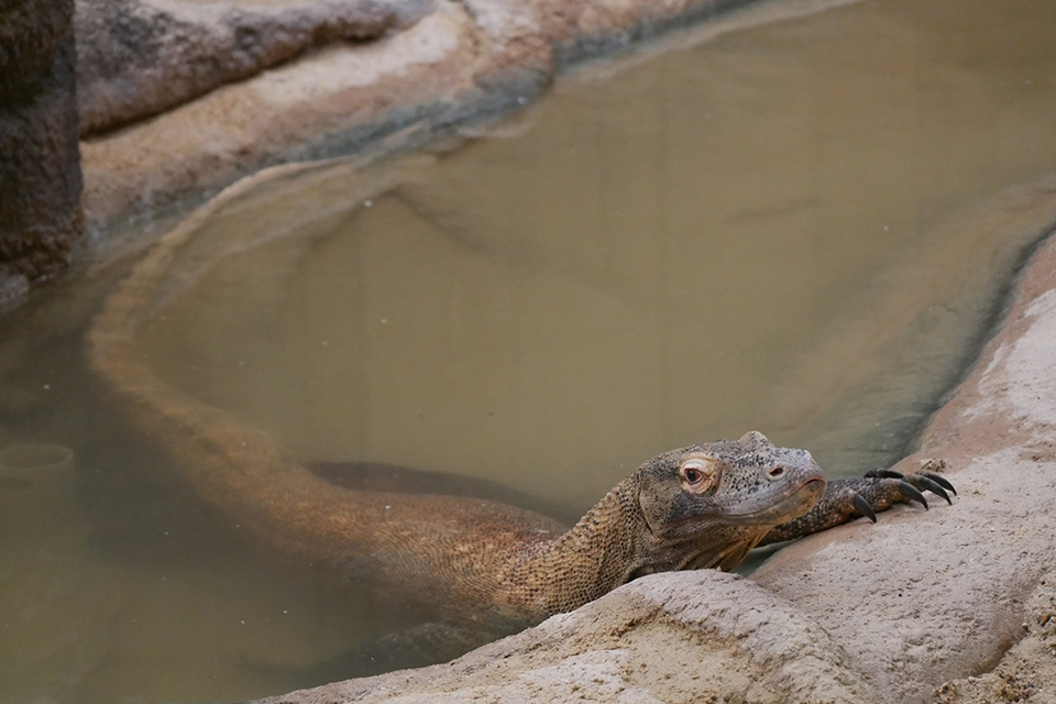 Dragon de Komodo