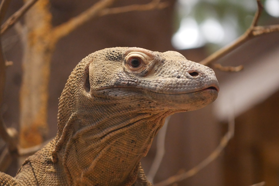 Dragon de Komodo