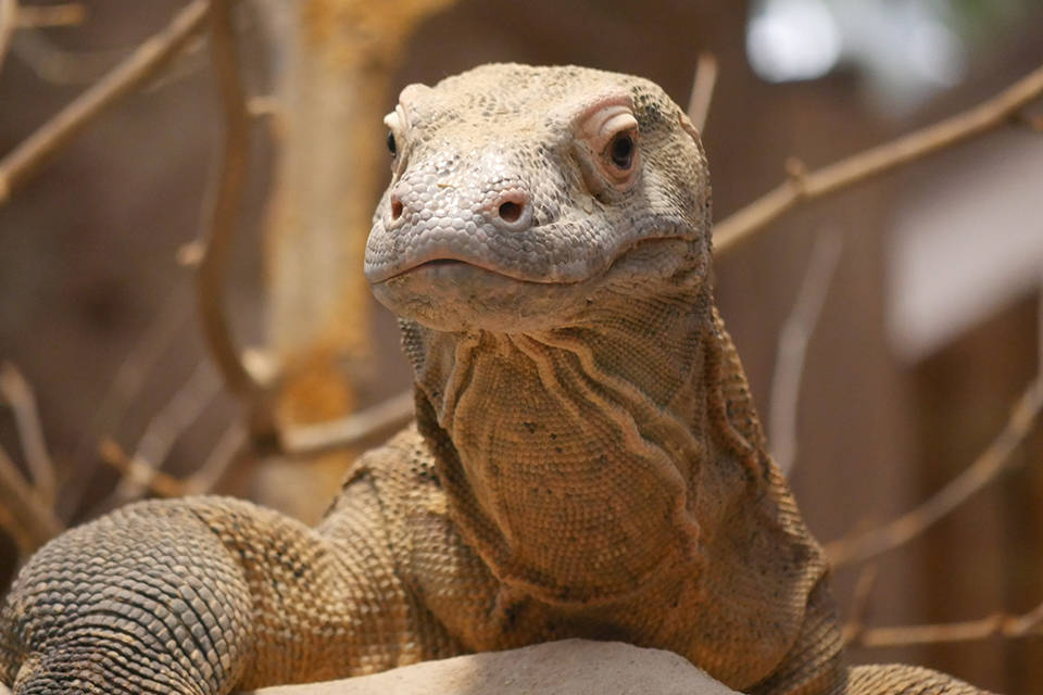 Dragon de Komodo