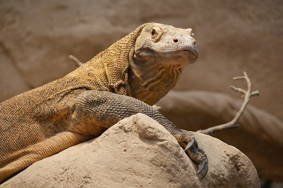 Dragon de Komodo