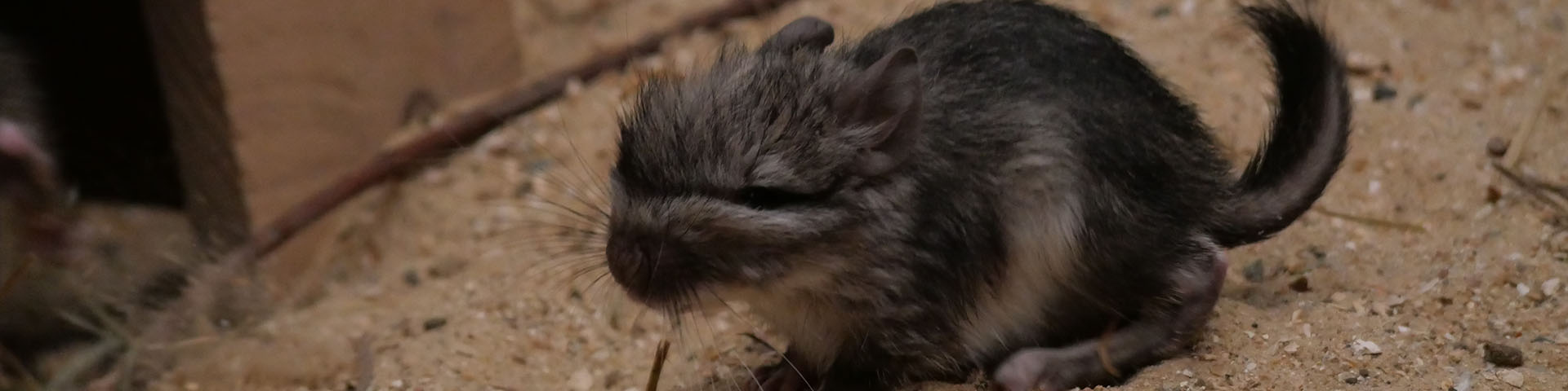 Naissance des premiers bébés Viscaches de plaine de France !