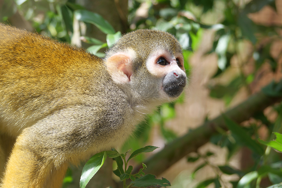 bébé loutre - Photo de Les Jardins Animaliers Biotropica, Val de Reuil -  Tripadvisor