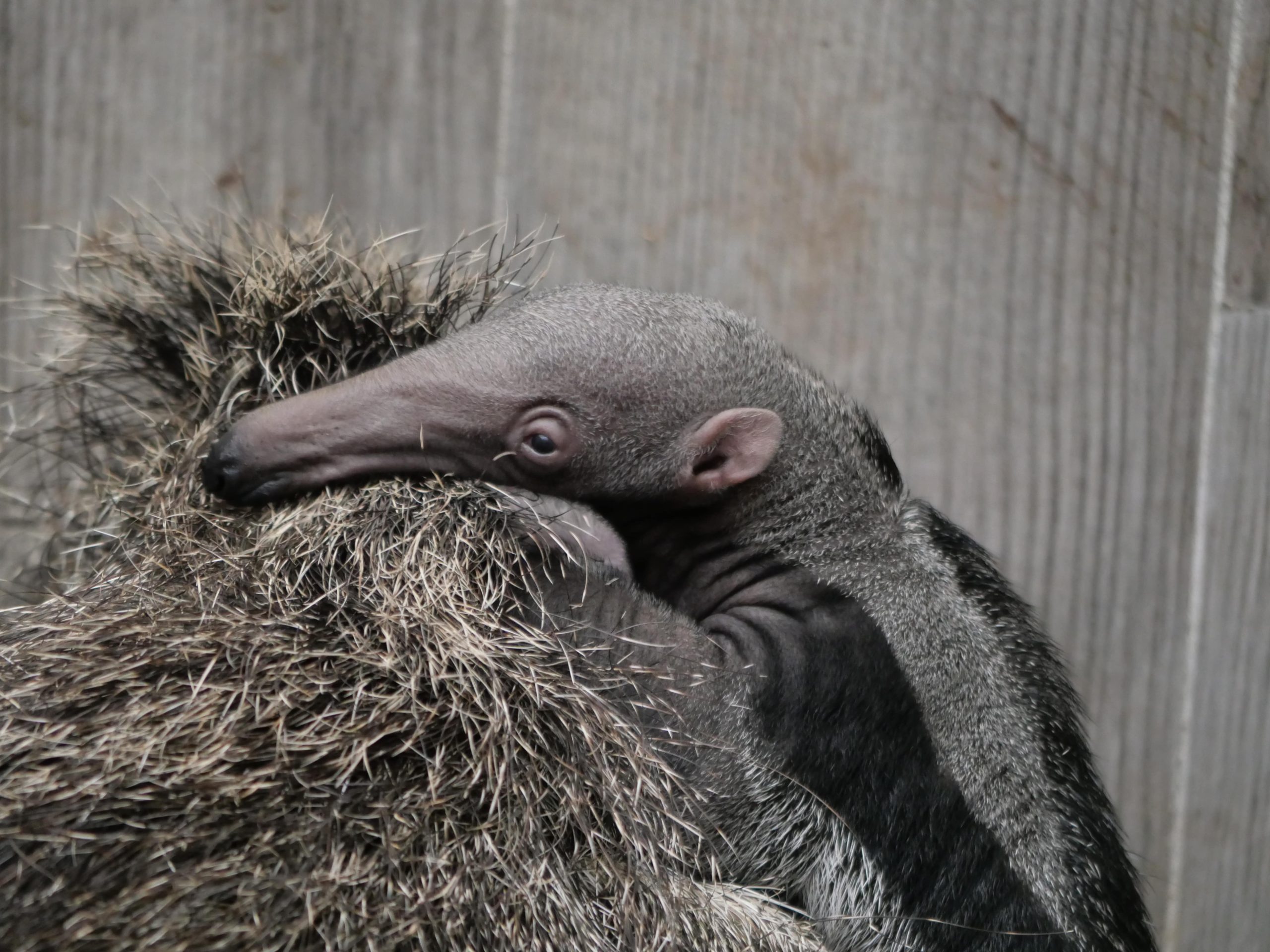 1er bébé Tamanoir de Normandie !