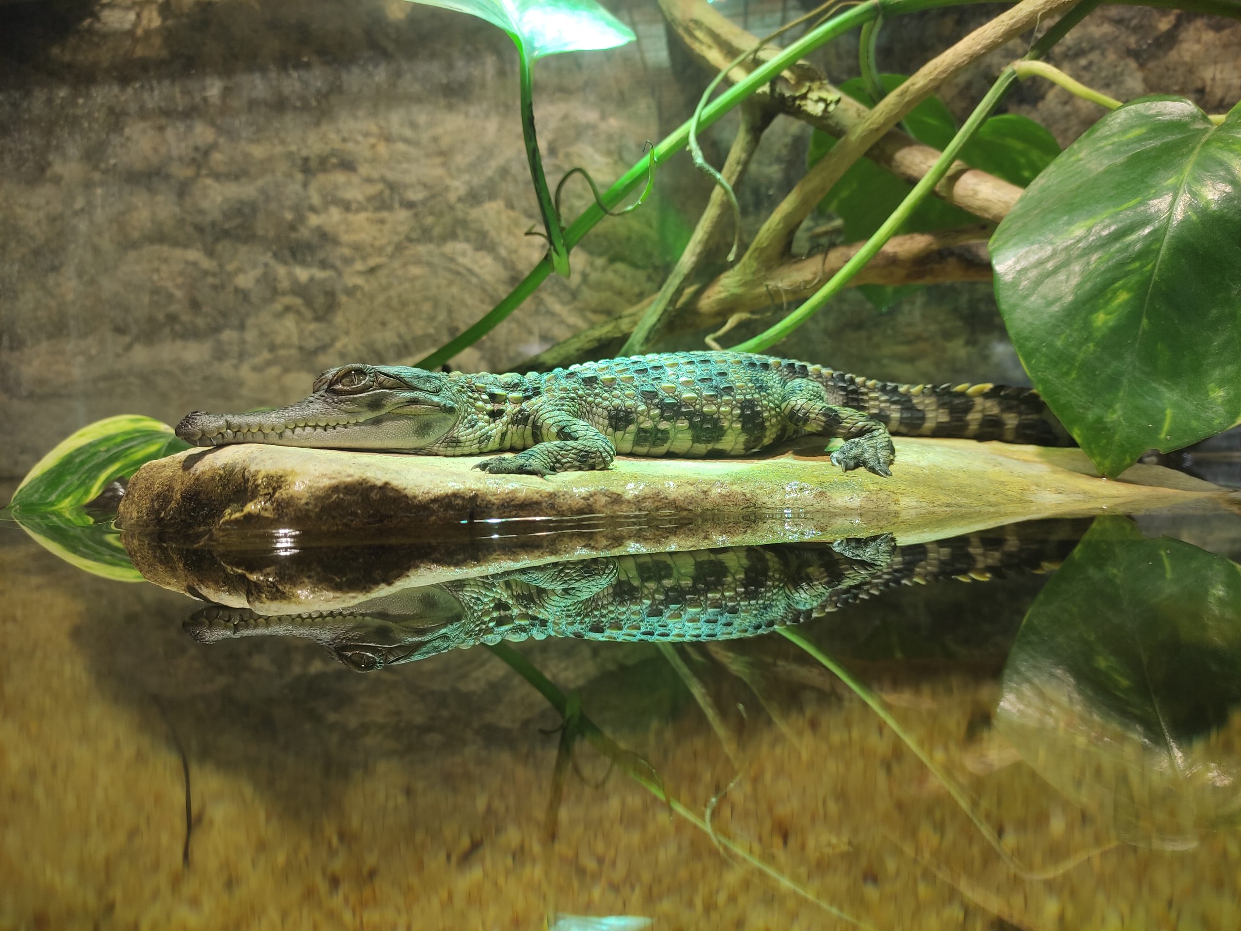 Encore une naissance de Crocodiles Faux Gavial !!