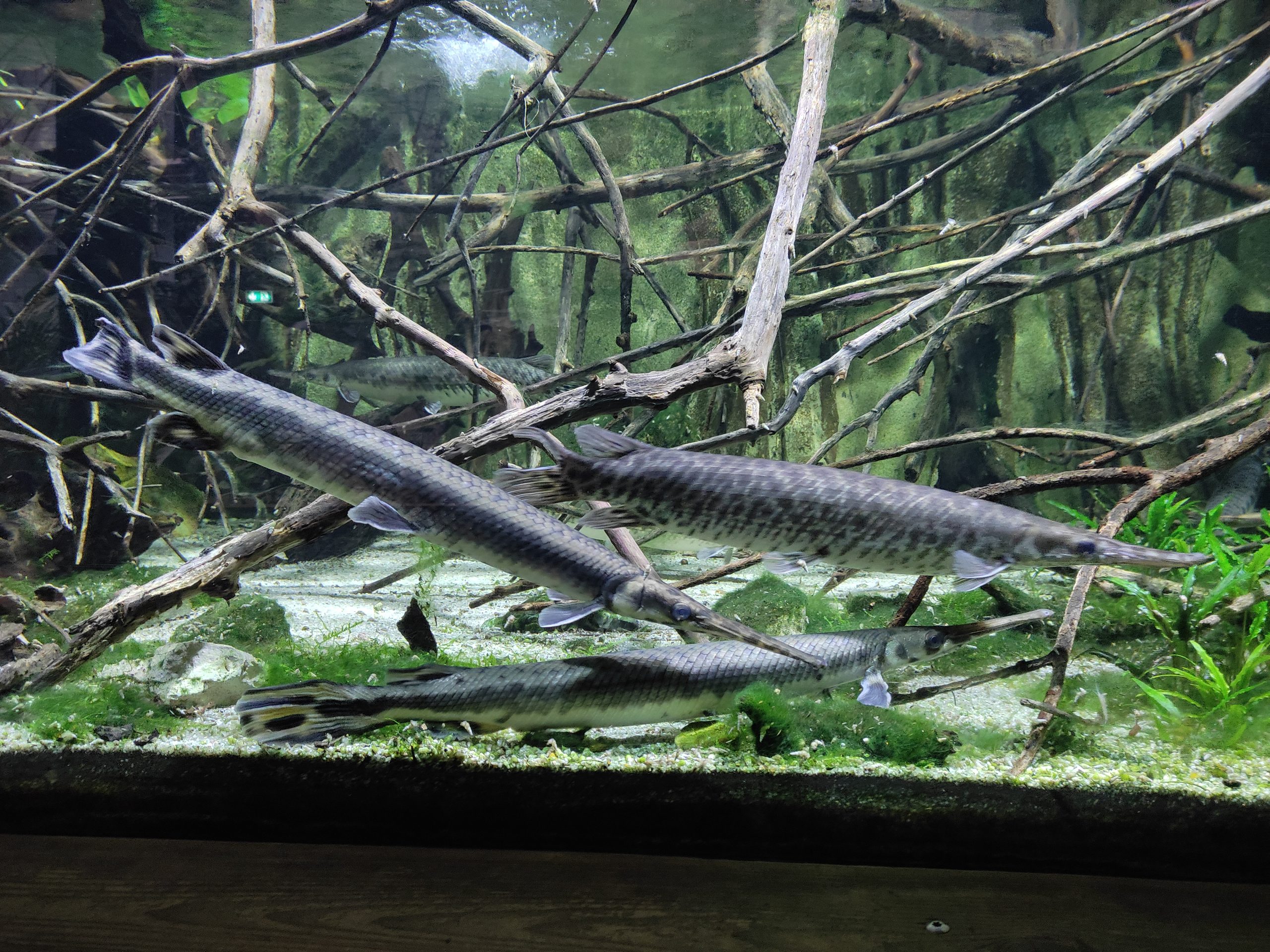 Poisson crocodile