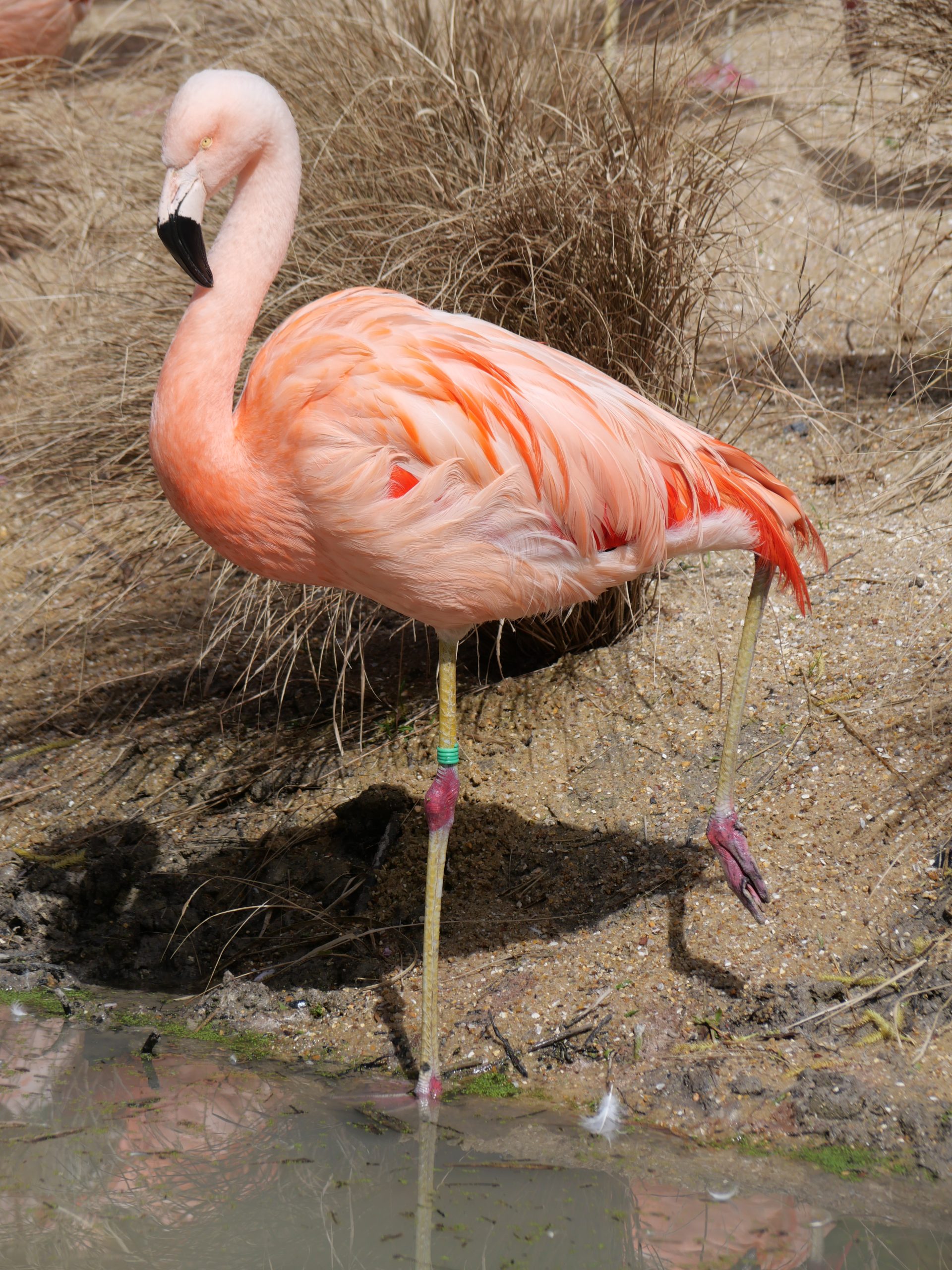 Flamant du Chili