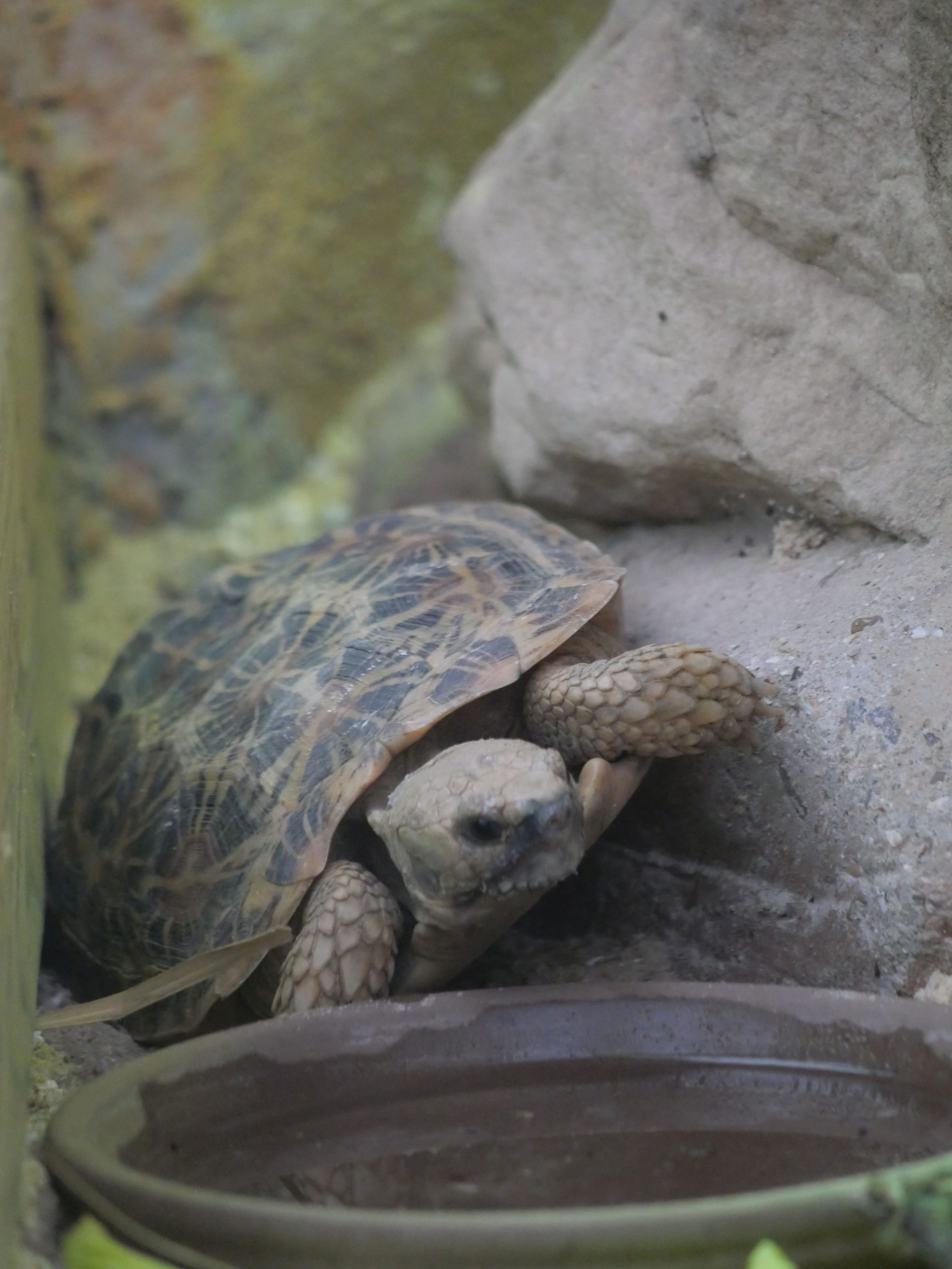 Tortue Pancake