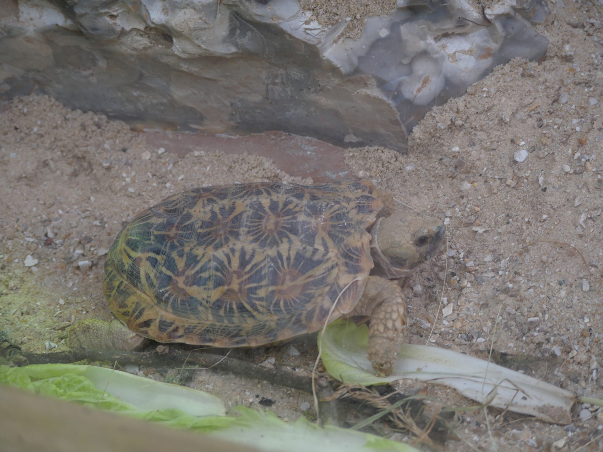 Tortue Pancake
