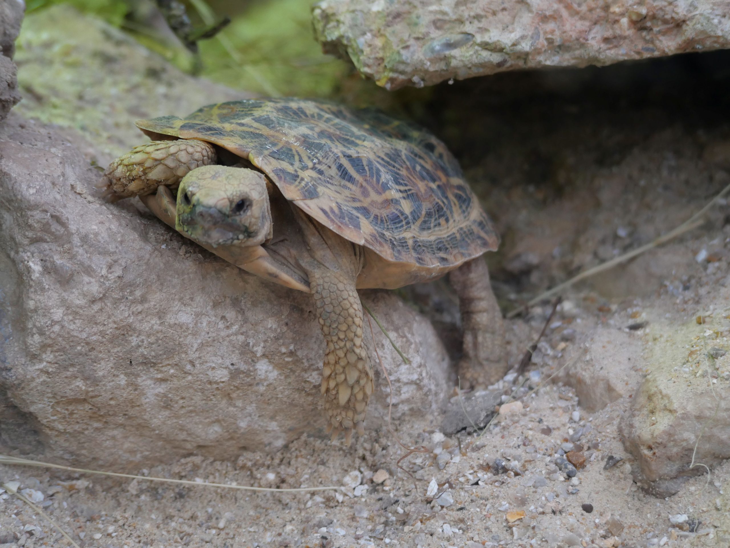 Tortue Pancake
