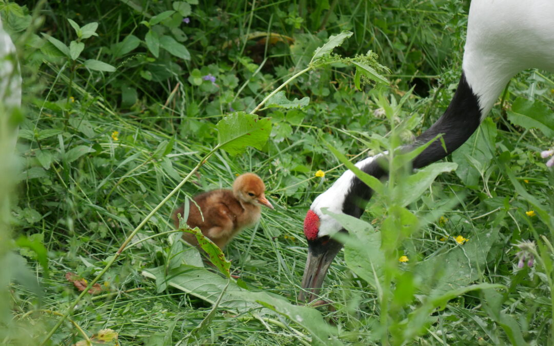 Naissance d’une grue de Mandchourie en juin 2019
