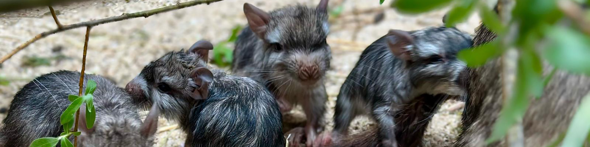Double naissance de jumeaux chez les Viscaches des plaines !