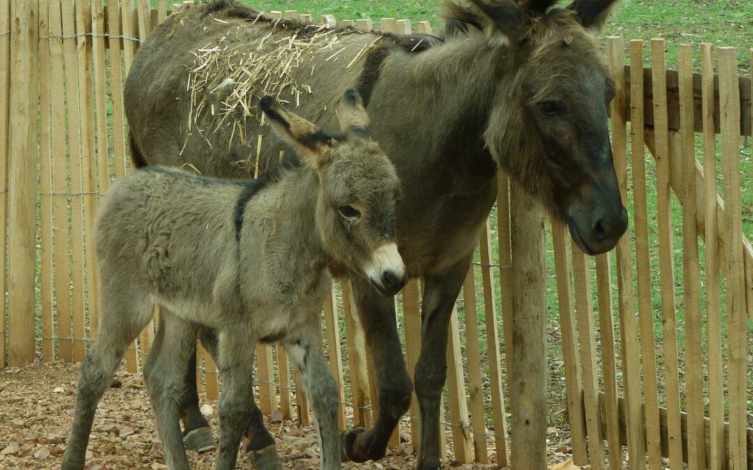 Naissance d’un âne nain en décembre 2018