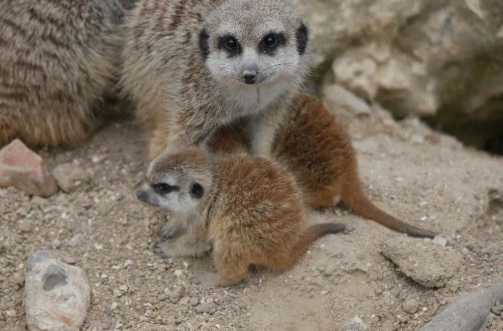 Naissance de suricates en mai 2020