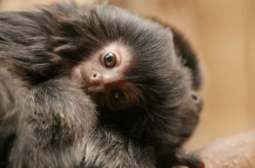Naissance d’un tamarin de Goeldi en septembre 2020