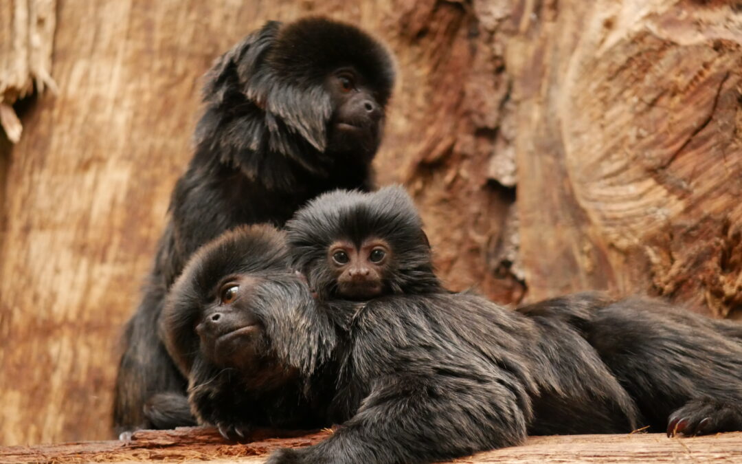 Naissance d’un bébé tamarin de Goeldi