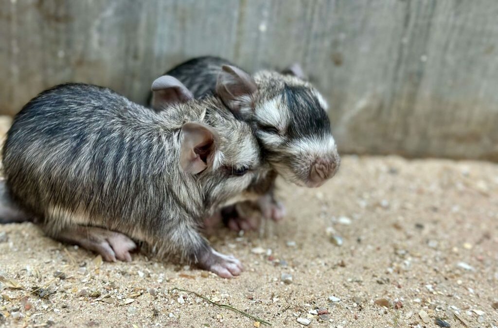 Double naissance de jumeaux chez les Viscaches des plaines !