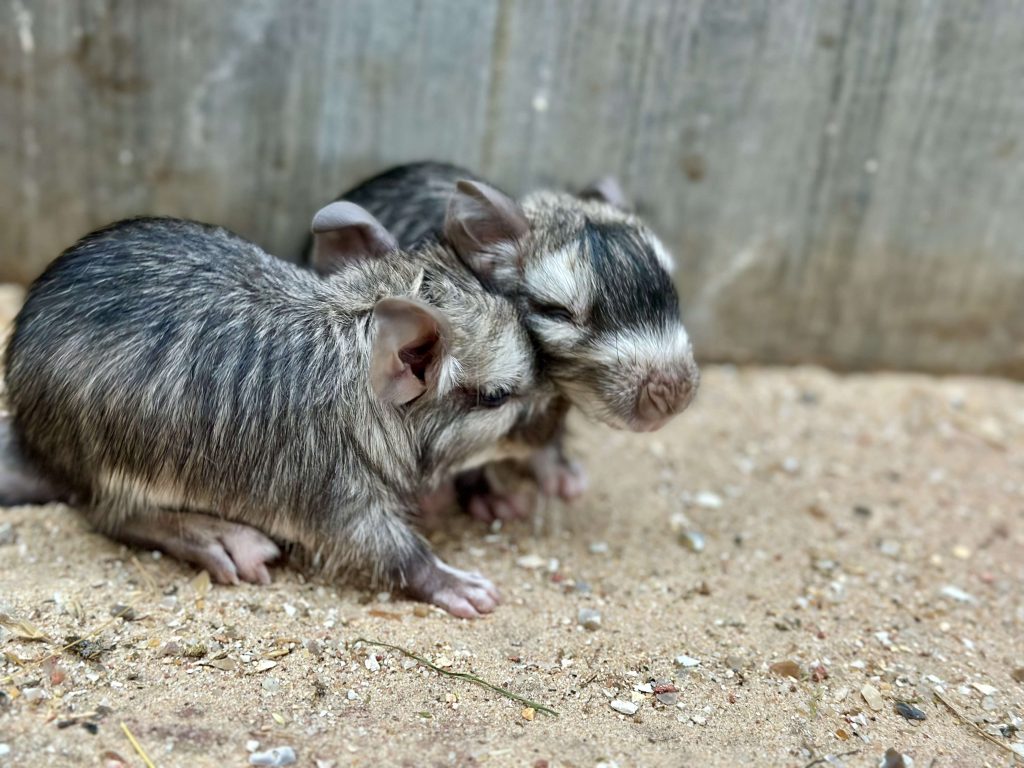 Double naissance de jumeaux chez les Viscaches des plaines !