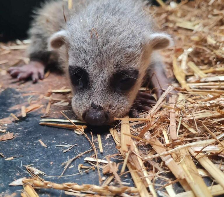 Naissance exceptionnelle ! Un petit Raton crabier !