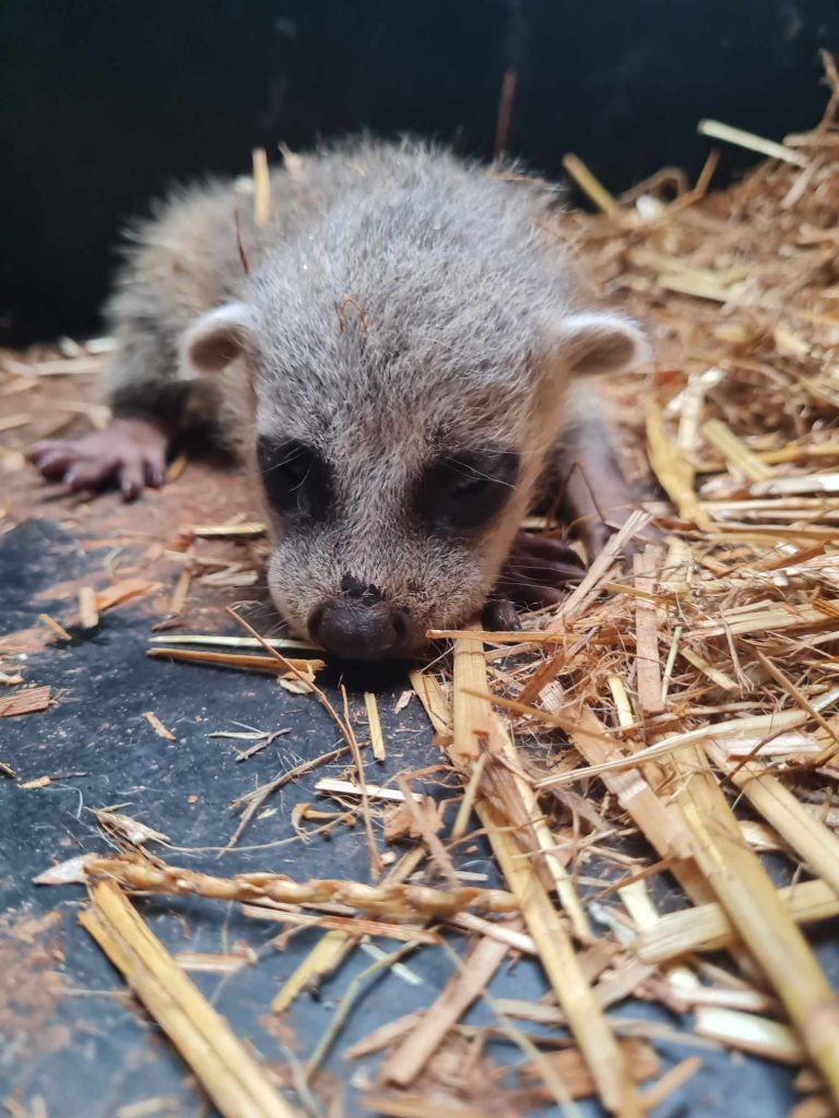Naissance exceptionnelle ! Un petit Raton crabier !