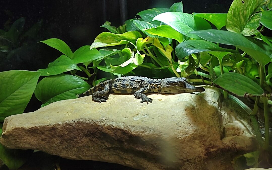 Nouvelle naissance de Crocodiles Faux Gavial !!