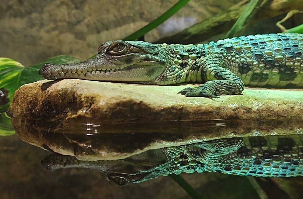 Encore une naissance de Crocodiles Faux Gavial !!