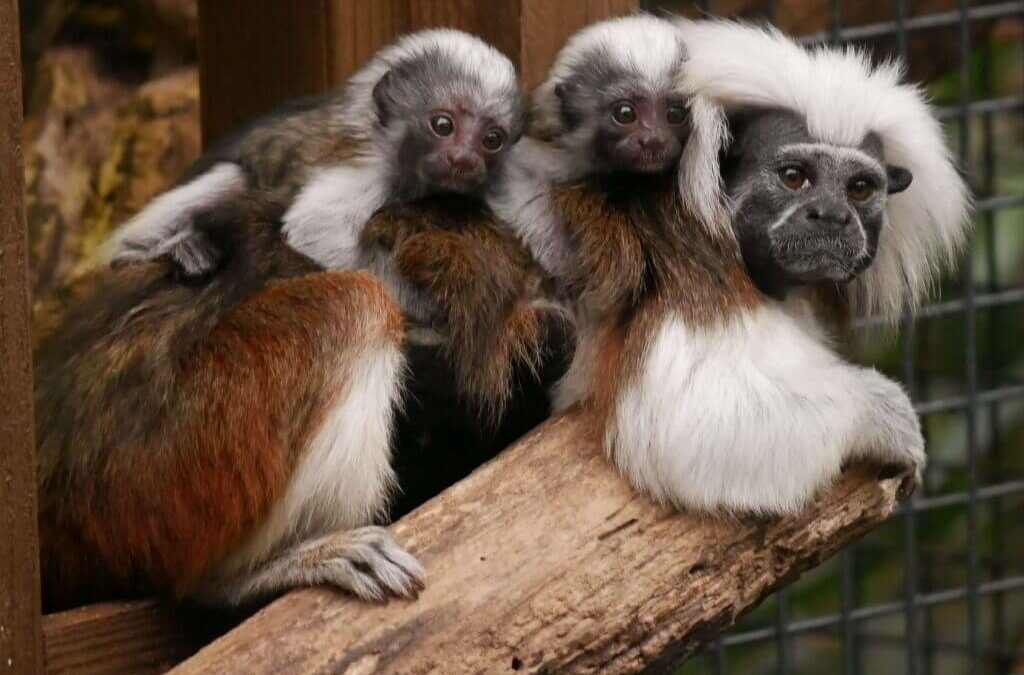 Naissance de tamarins pinchés en avril 2021