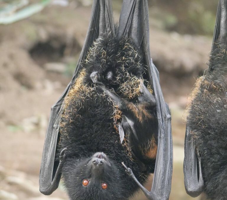 1ère naissance de chauve-souris géante de Livingstone d’Europe continentale !