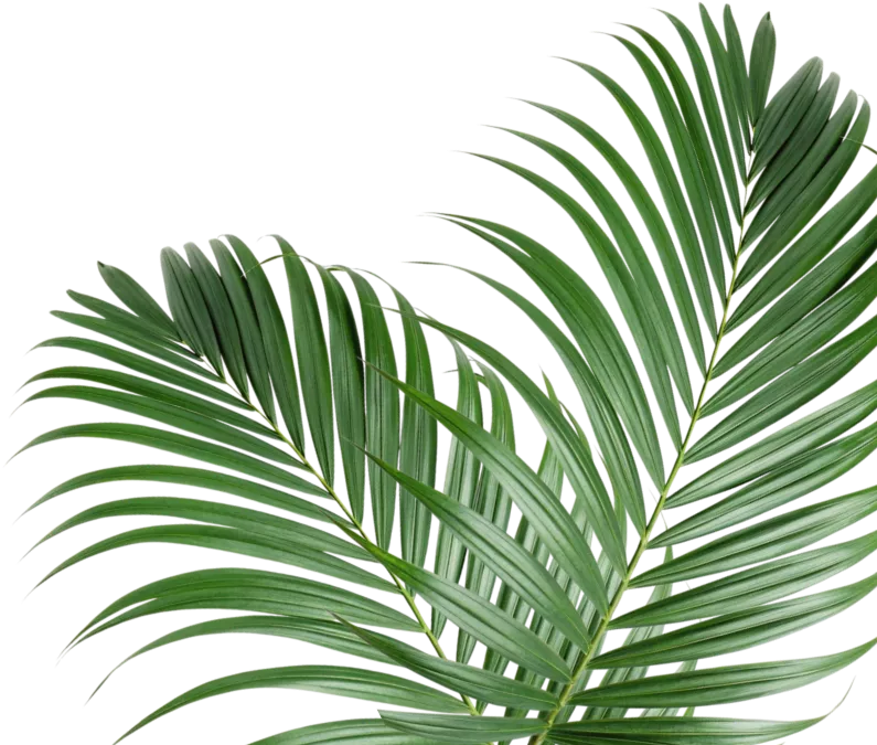 plante