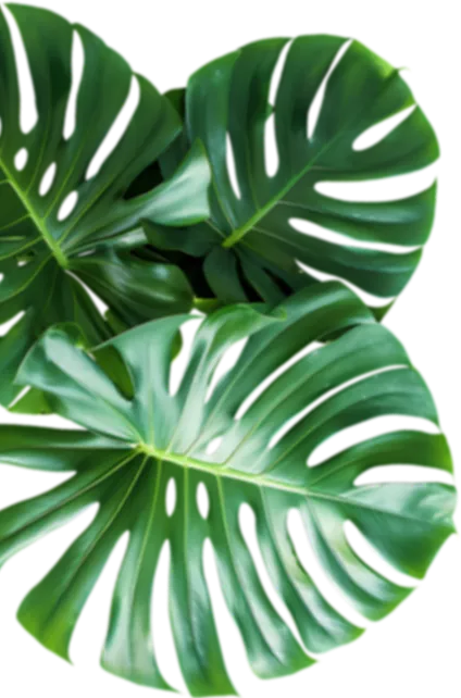 plante2-6a1812a438b1f