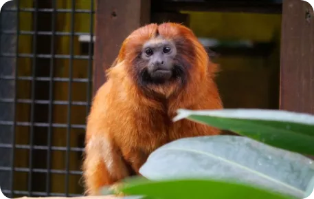 tamarin