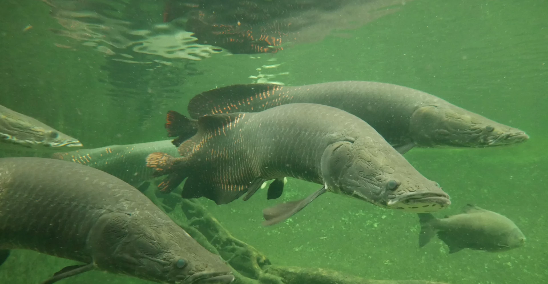 Arapaima