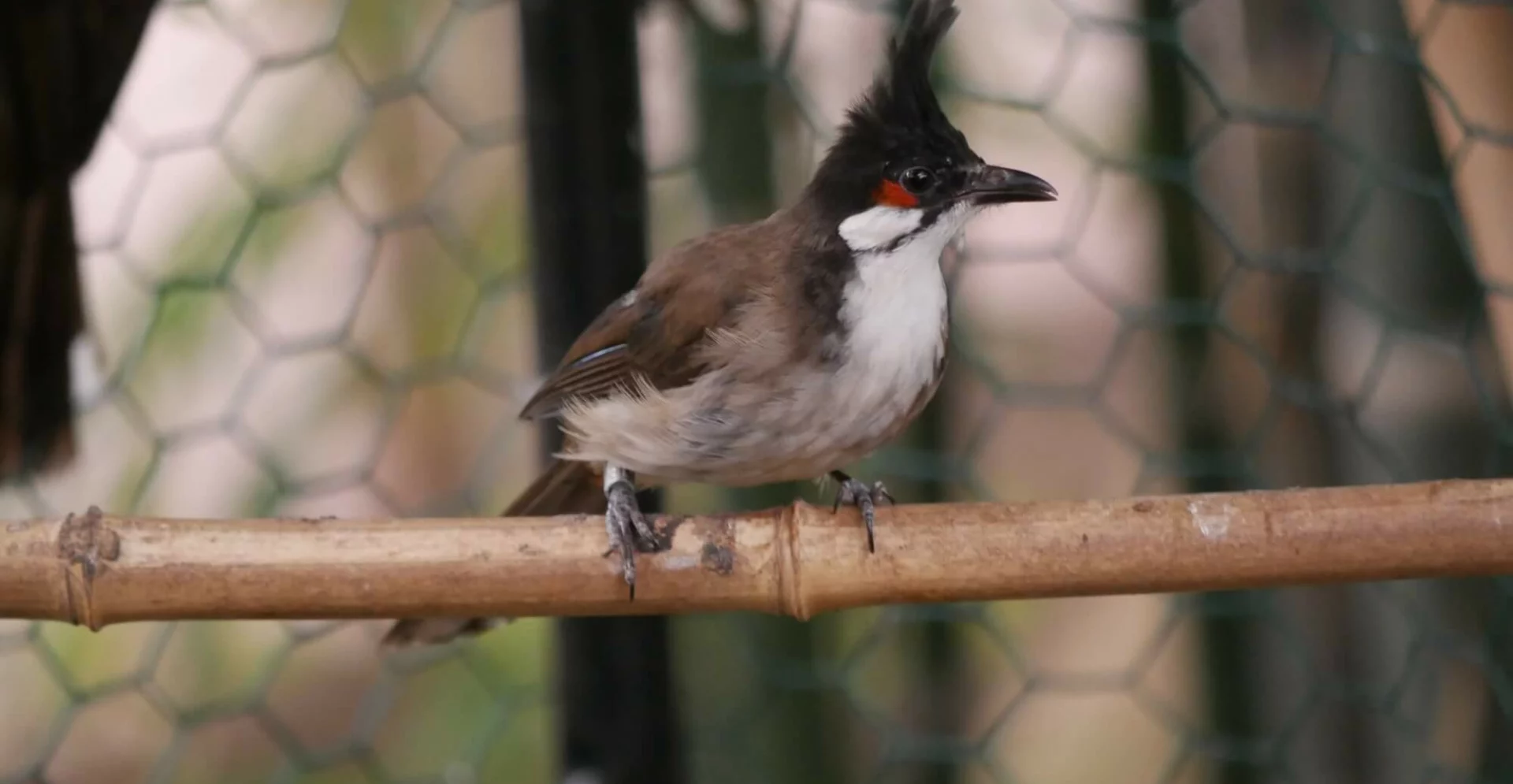 Bulbul orphée