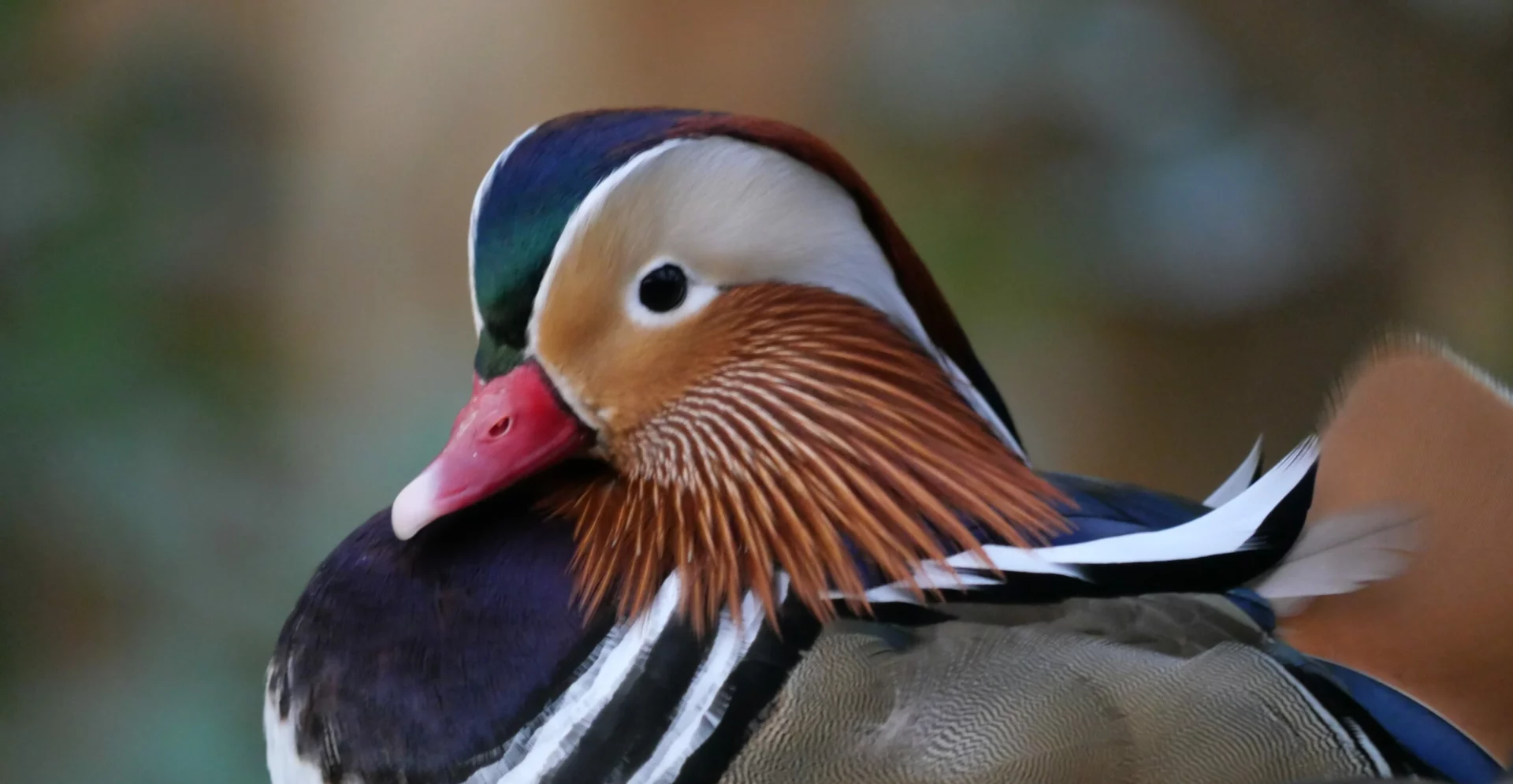 Canard mandarin