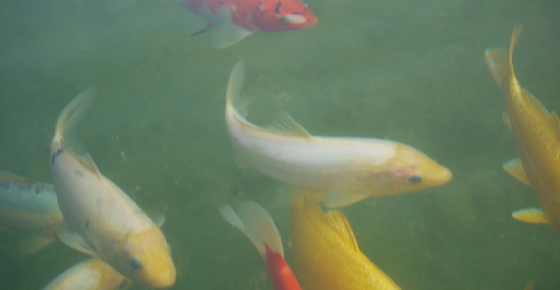 Carpes koï