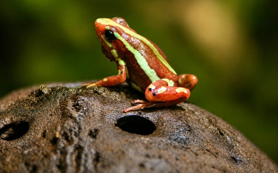 Epipedobate tricolore