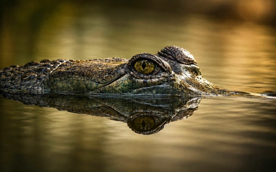 Gavial du Gange
