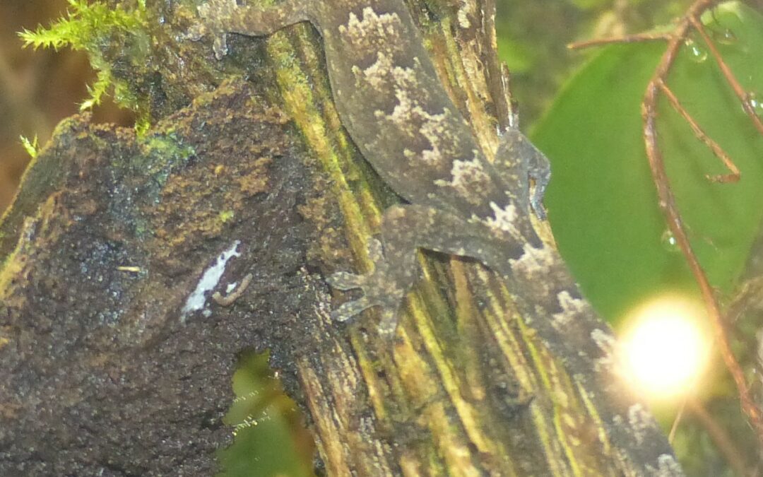 Gecko lugubre