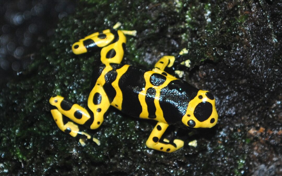 Grenouille jaguar