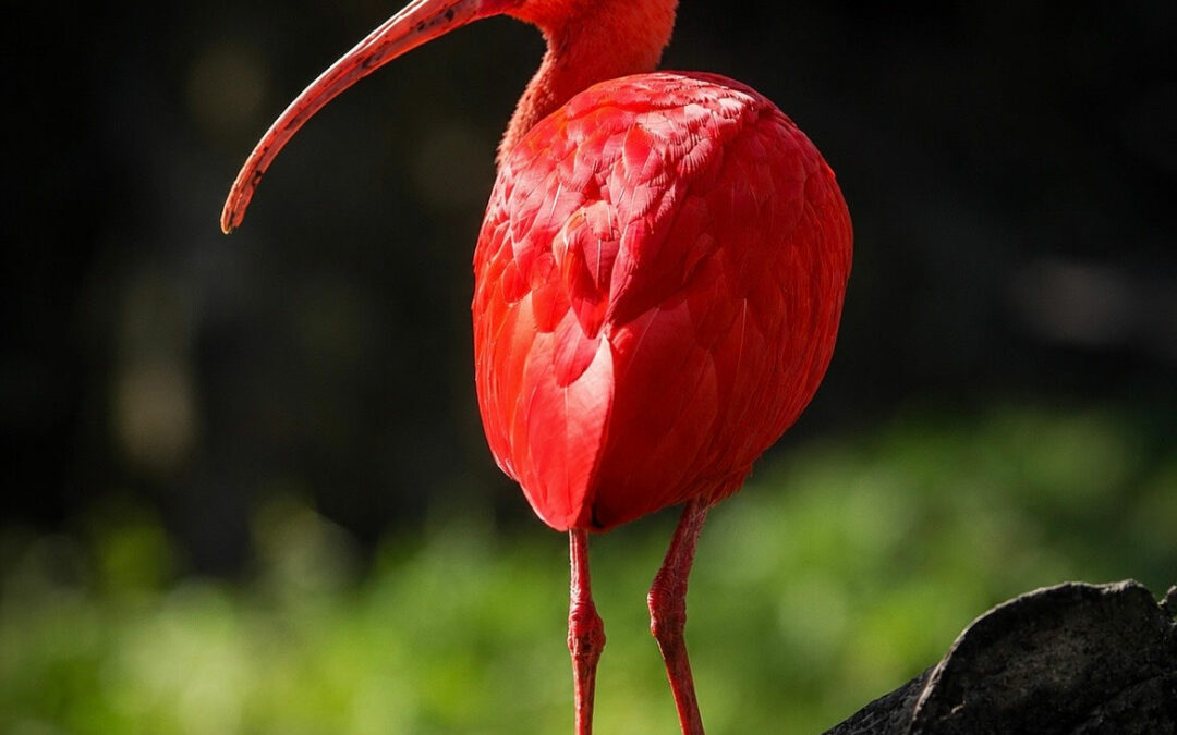 Ibis rouge