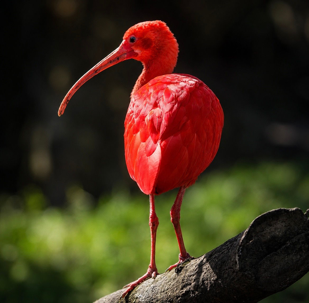 Ibis rouge
