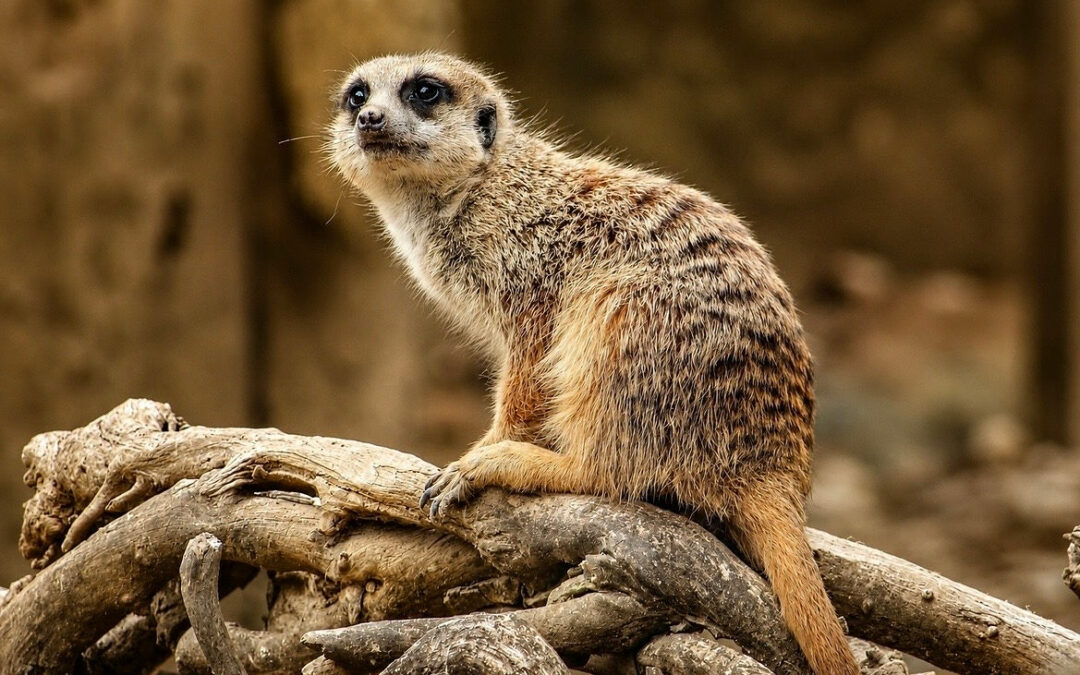Suricate