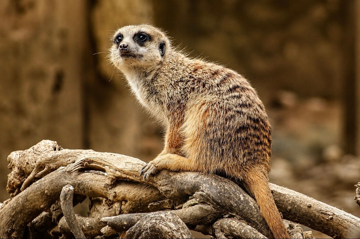 Suricate