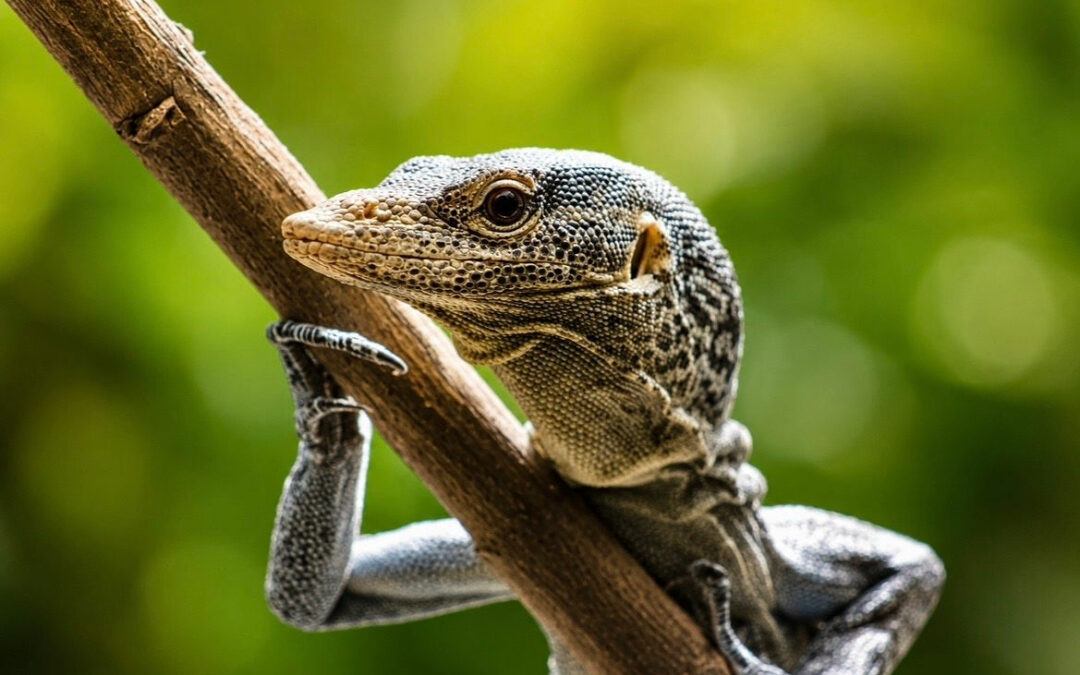 Varan de MacRae