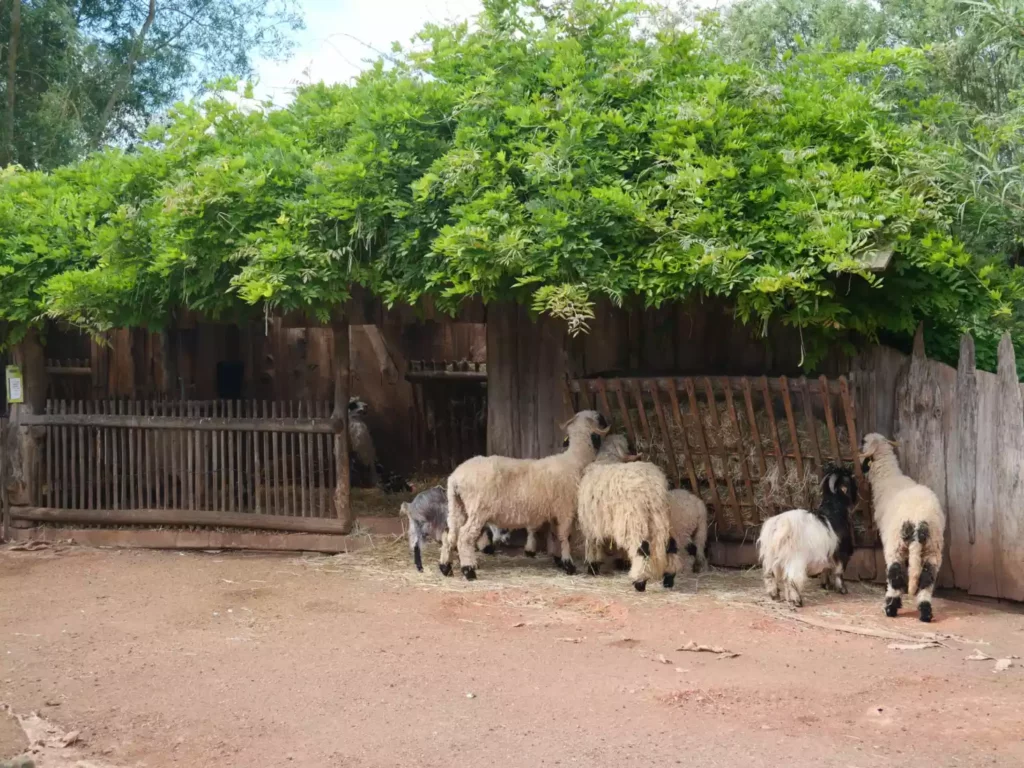 La ferme des enfants se réinvente