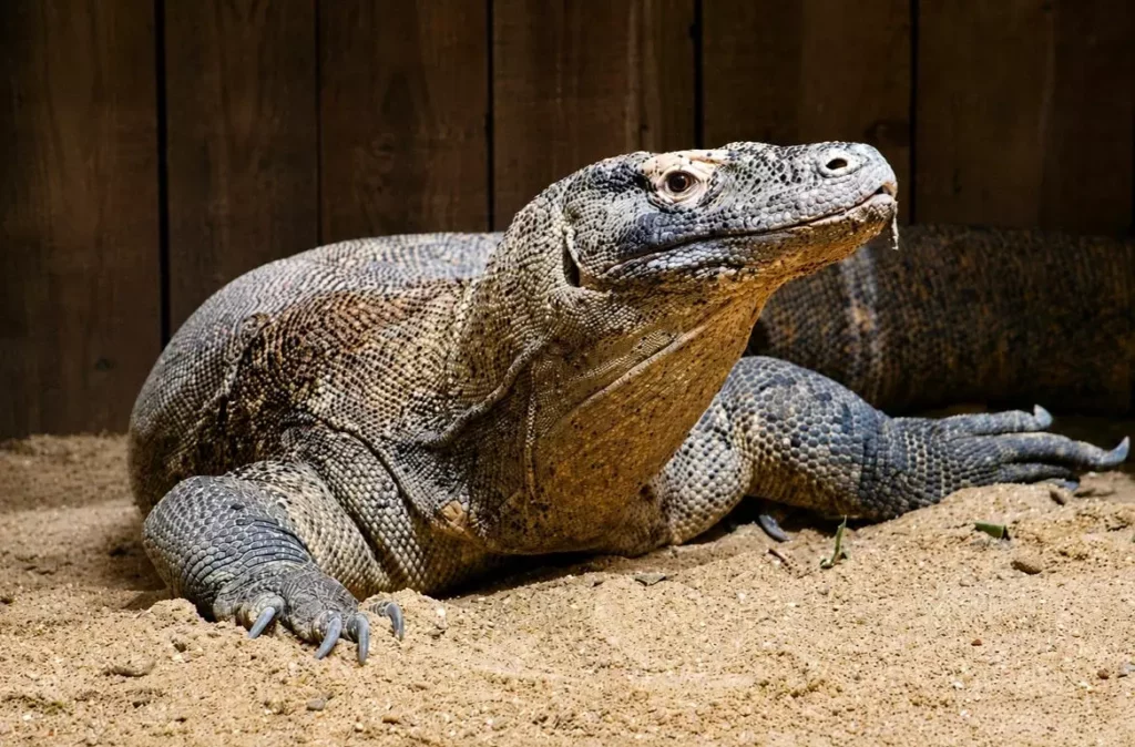 Le dragon de Komodo fait son entrée